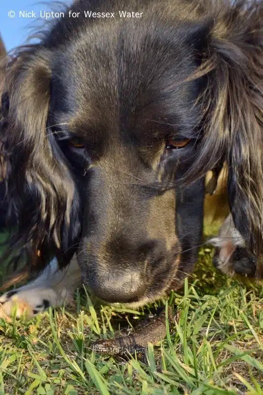 Detection dog closely investigating a great crested newt in grass