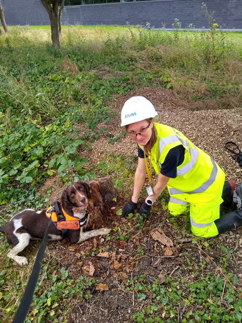 Conservation detection dog team in the field